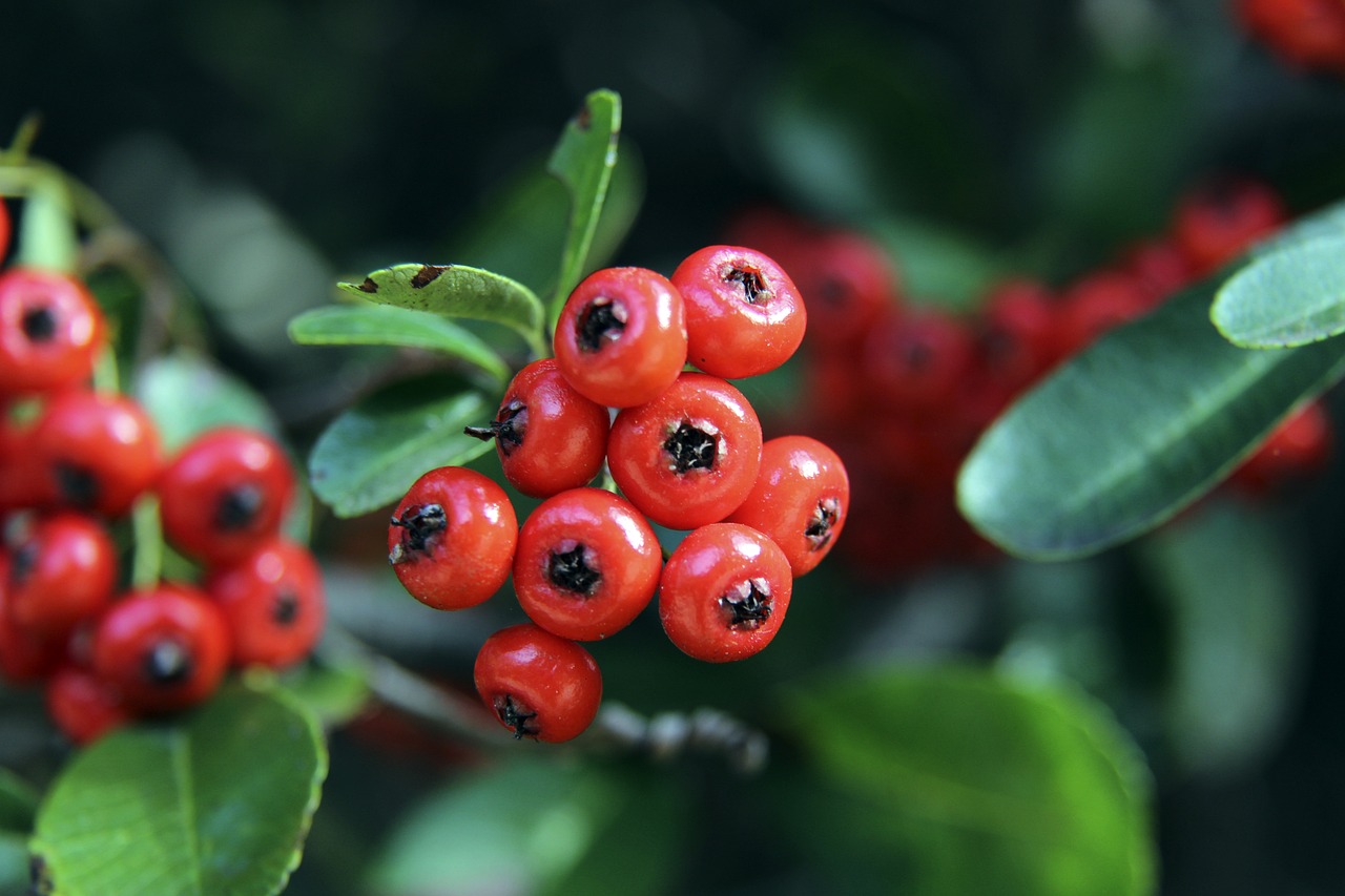 乐部的崛起 乐部的崛起